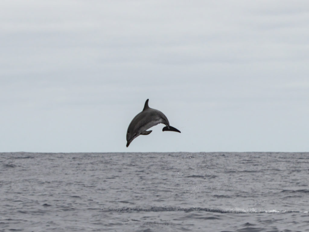 hoch springender Delfin hoch springender Delfin