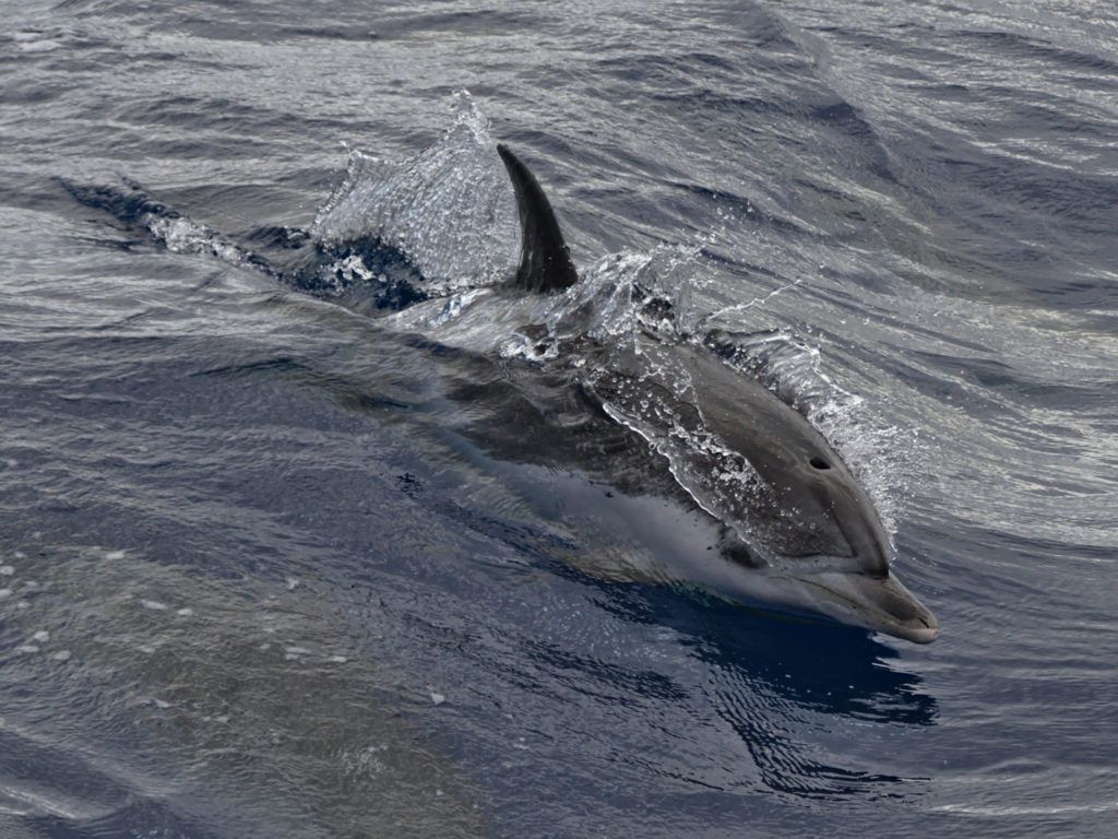 Zügeldelfin Zügeldelfin