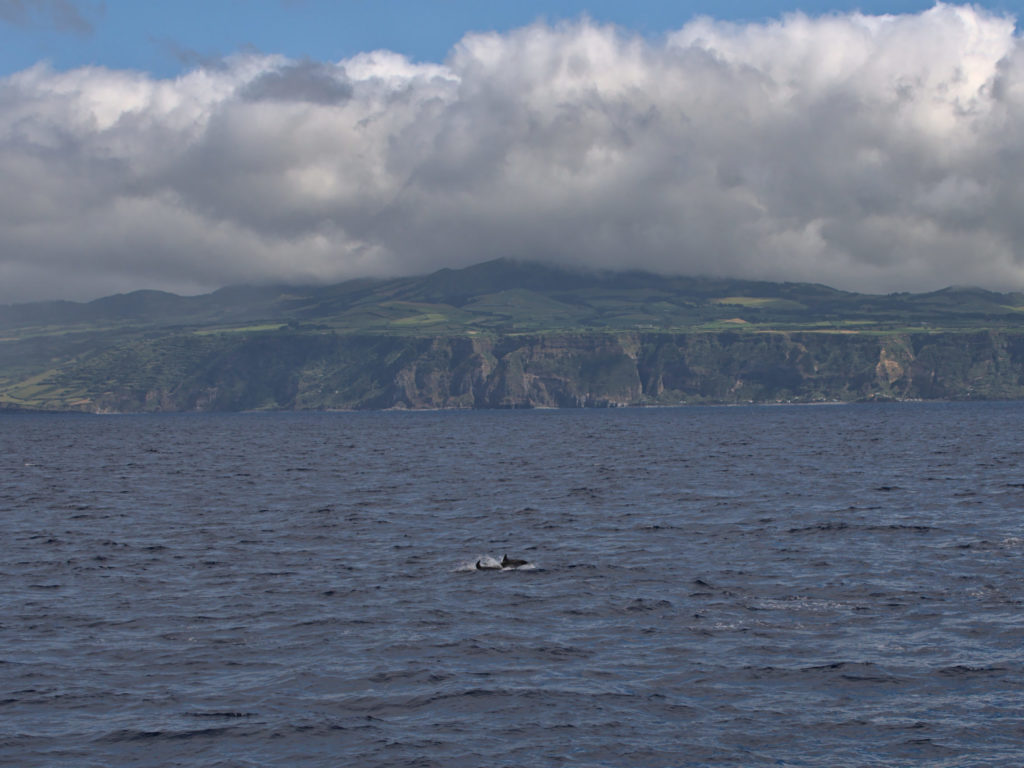 Zügeldelfin vor São Miguel Zügeldelfin vor São Miguel
