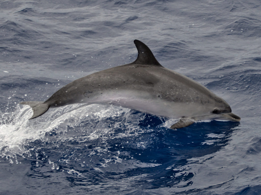 springender Zügeldelfin springender Zügeldelfin