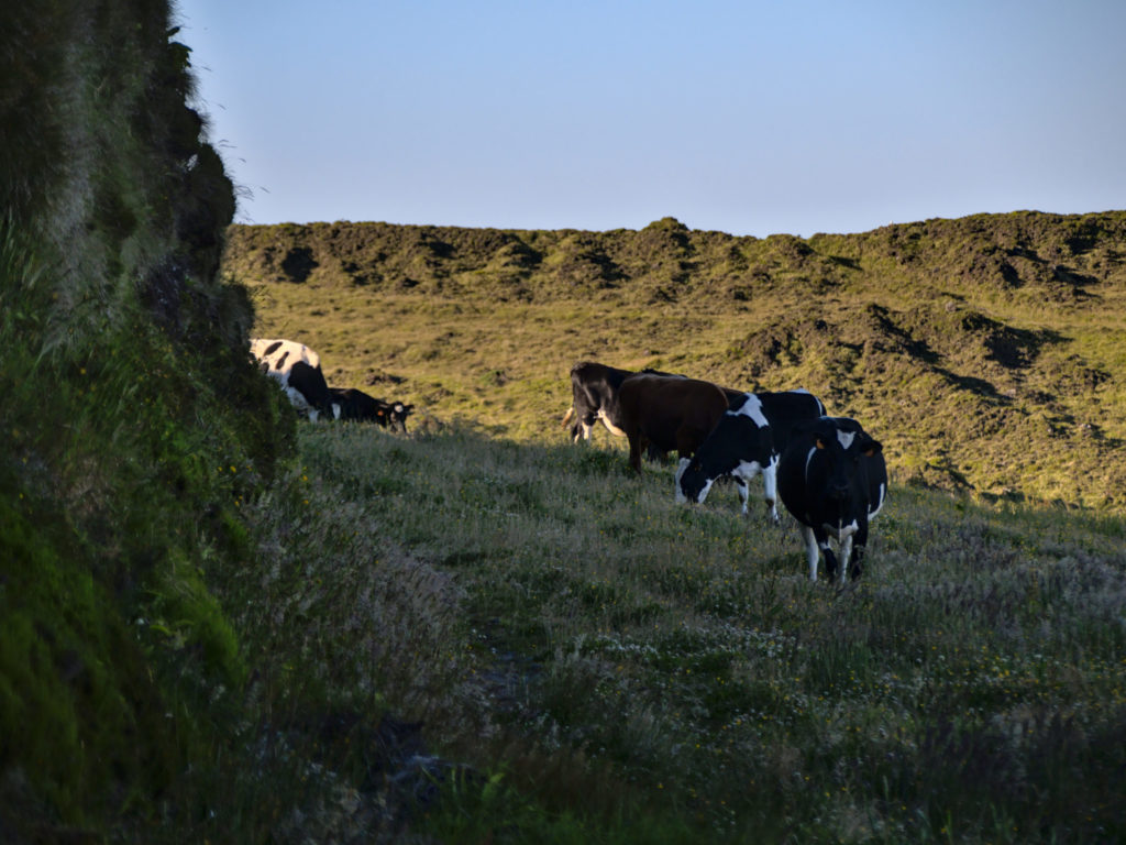 Überfüllte Wanderwege auf "azorianisch" Überfüllte Wanderwege auf "azorianisch"