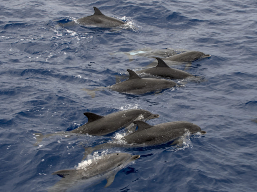 Fleckendelfine Fleckendelfine