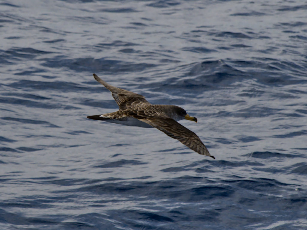 Gelbschnabelsturmtaucher Gelbschnabelsturmtaucher