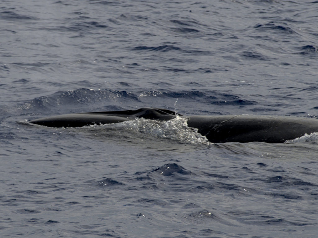 Kopf des Seiwals Kopf des Seiwals