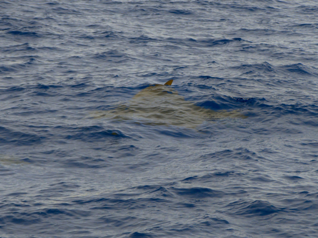 Mantarochen Mantarochen