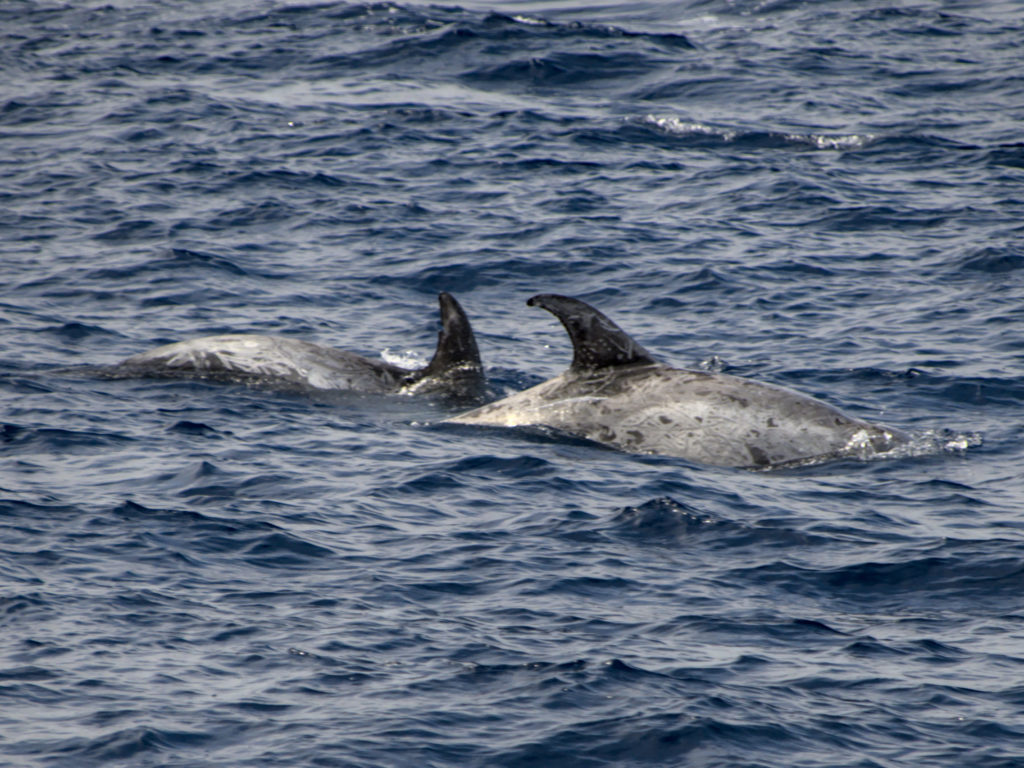 Risso-Delfine Risso-Delfine