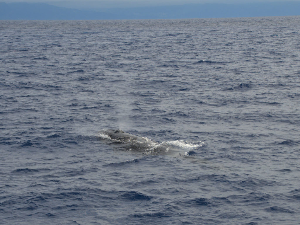 Seiwal vor São Miguel Seiwal vor São Miguel
