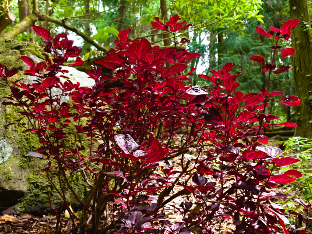 Parque da Grená - Arbusto Vermelho como fogo Parque da Grená - Arbusto Vermelho como fogo