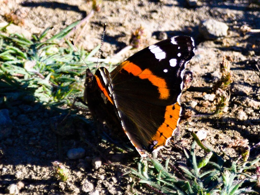 Red admiral on the way at Pico da Barrosa Red admiral on the way at Pico da Barrosa