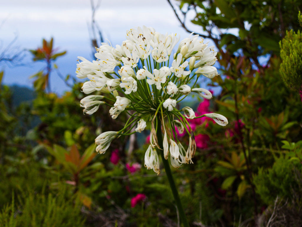 Afrikanische Schmucklilie am Miradouro Tronqueira Afrikanische Schmucklilie am Miradouro Tronqueira