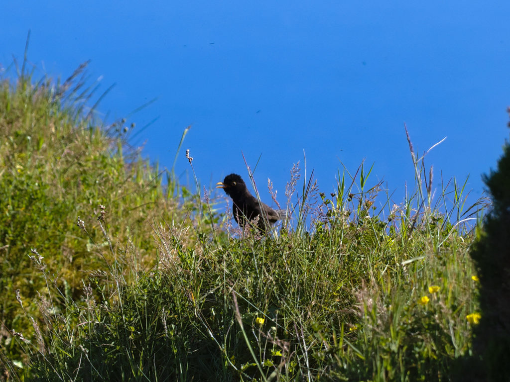 Blackbird by the wayside at Pico da Barrosa Blackbird by the wayside at Pico da Barrosa