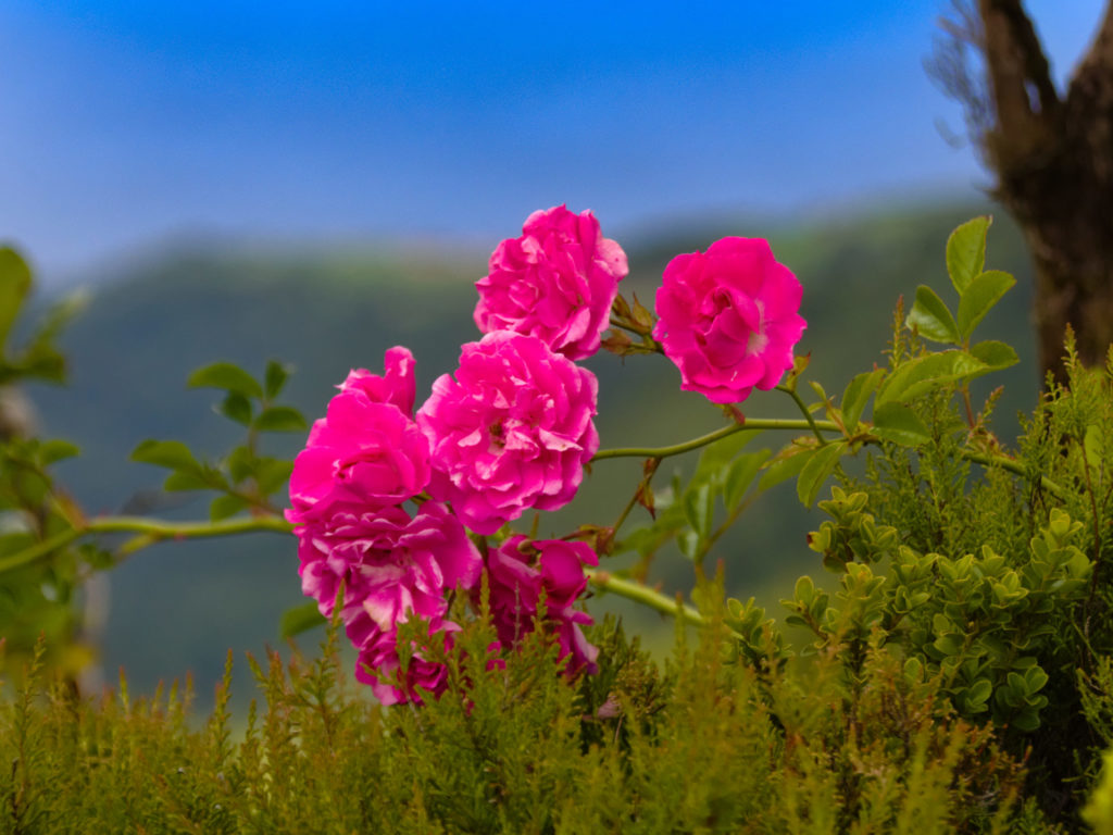 Floribundarosen am Miradouro Tronqueira Floribundarosen am Miradouro Tronqueira