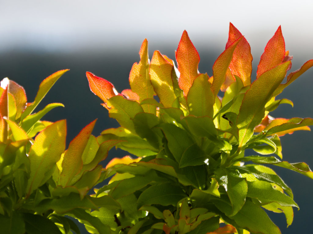 Leuchtend rote Blätter im Sonnenuntergang am Miradouro Tronqueira Leuchtend rote Blätter im Sonnenuntergang am Miradouro Tronqueira