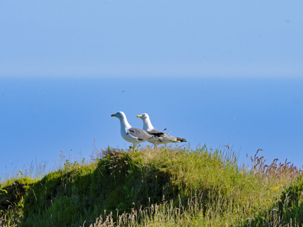 Pair of seagulls on the Pico da Barrosa Pair of seagulls on the Pico da Barrosa