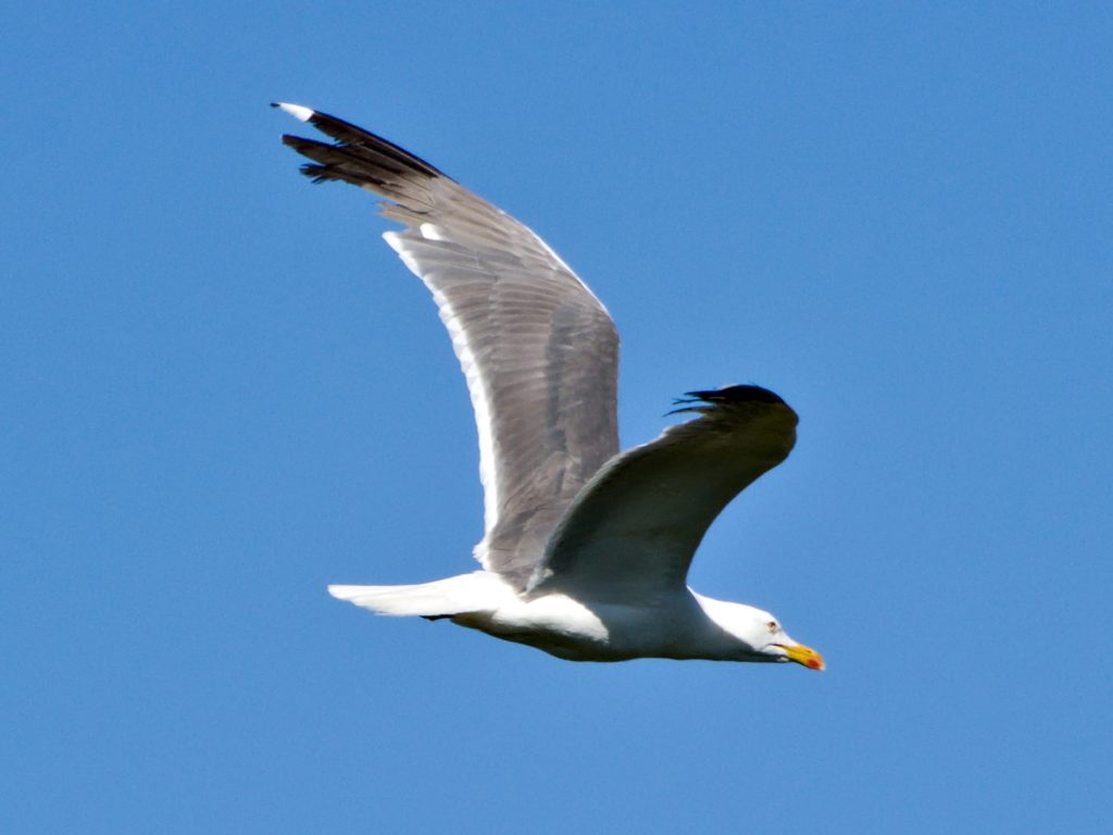 Seagull circling over Lagoa do Fogo Seagull circling over Lagoa do Fogo