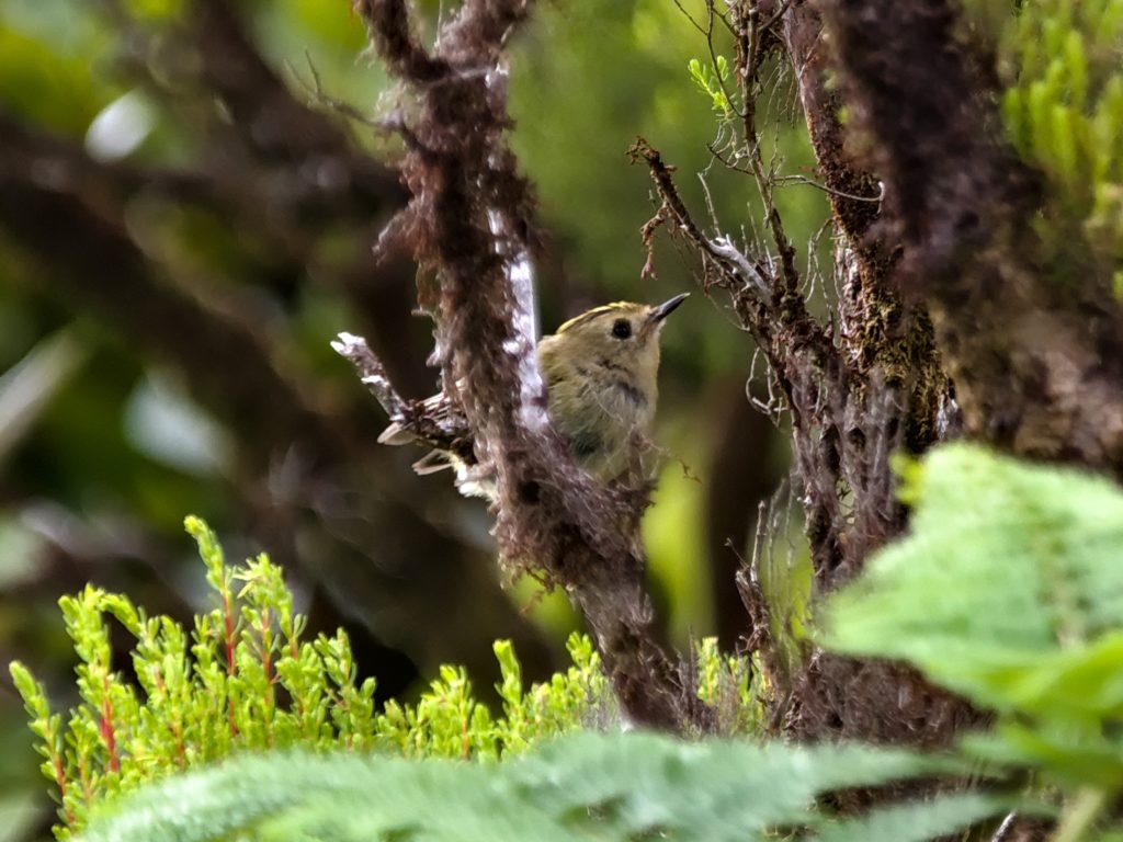 Wintergoldhähnchen am Miradouro Tronqueira Wintergoldhähnchen am Miradouro Tronqueira