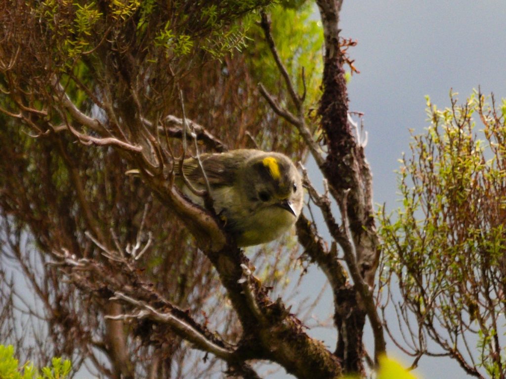 Wintergoldhähnchen in einem Erikastrauch am Miradouro Tronqueira Wintergoldhähnchen in einem Erikastrauch am Miradouro Tronqueira