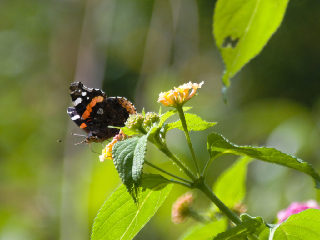 Admiral butterfly on convertible anemone Admiral butterfly on convertible anemone