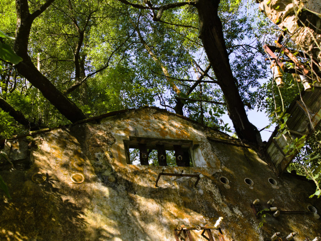 Trees lie on the walls of the ruin overgrown with lichen Trees lie on the walls of the ruin overgrown with lichen