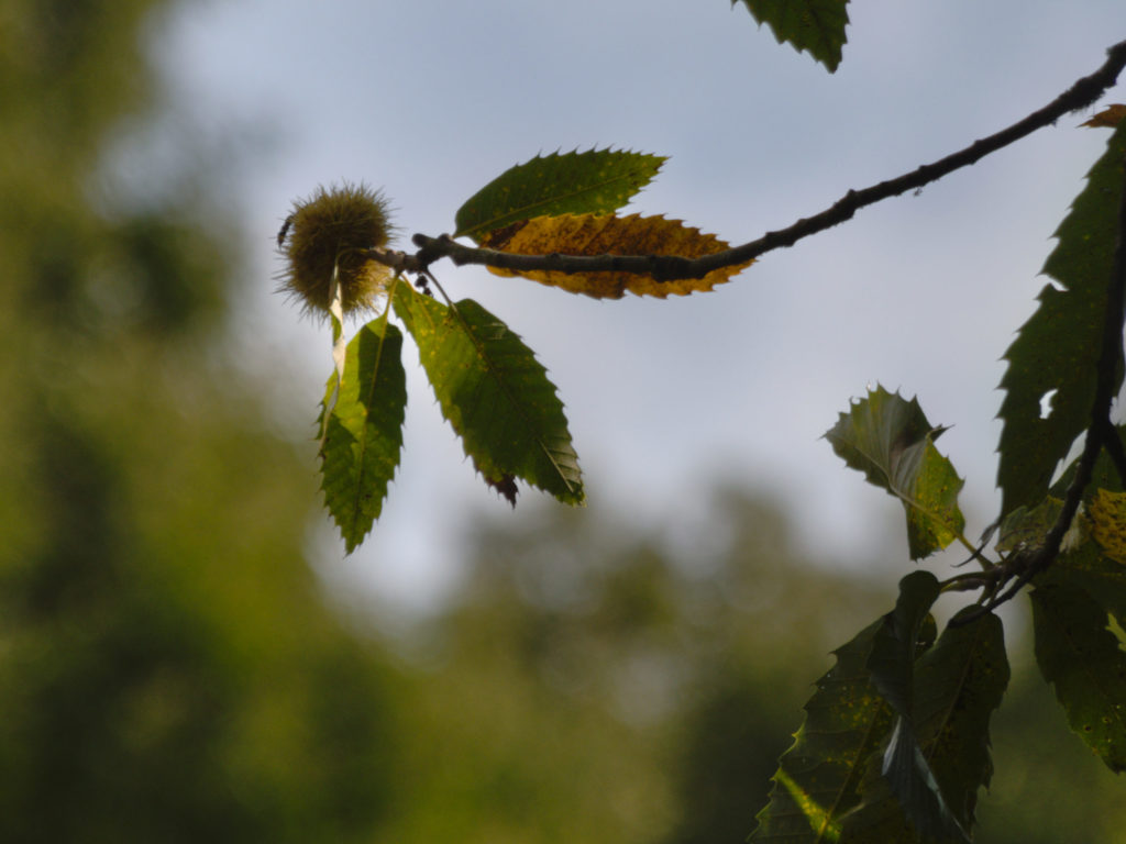 Sweet chestnut Sweet chestnut