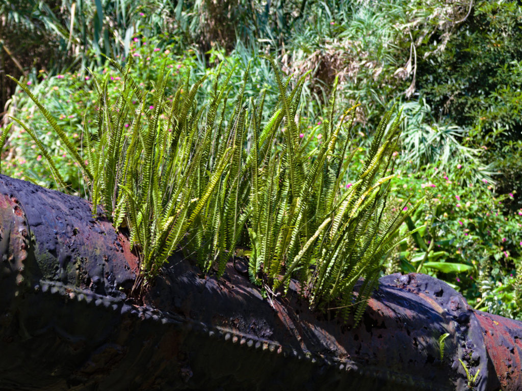 Fern uses the old water pipe Fern uses the old water pipe