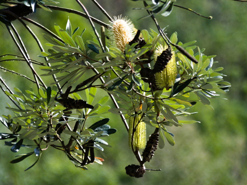 Coastal Banksie Coastal Banksie