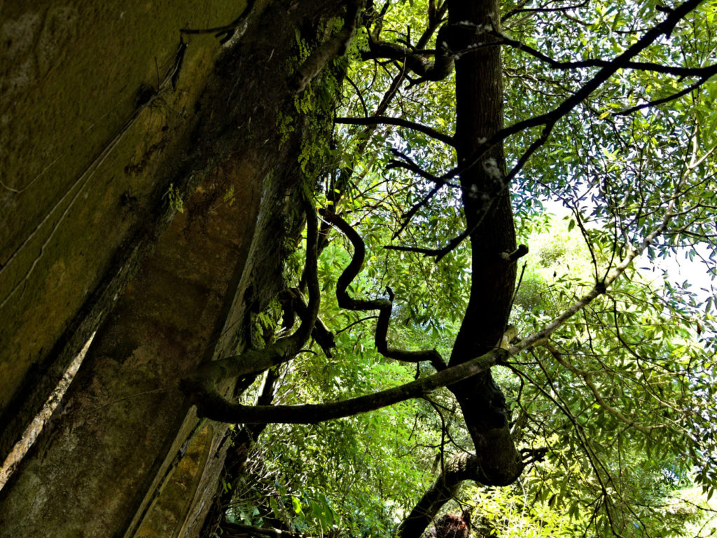 Everywhere nature takes back control Everywhere nature takes back control