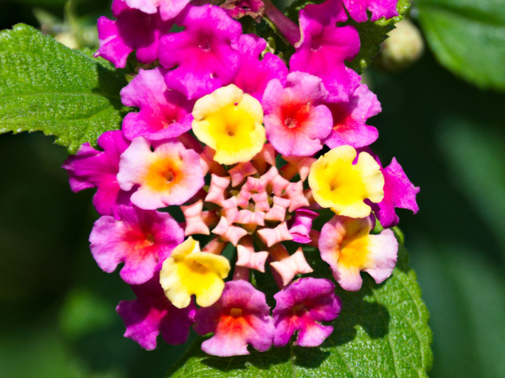 Convertible anemone Convertible anemone
