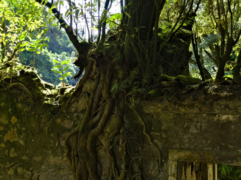 Like tentacles the roots of the trees encircle the old walls Like tentacles the roots of the trees encircle the old walls