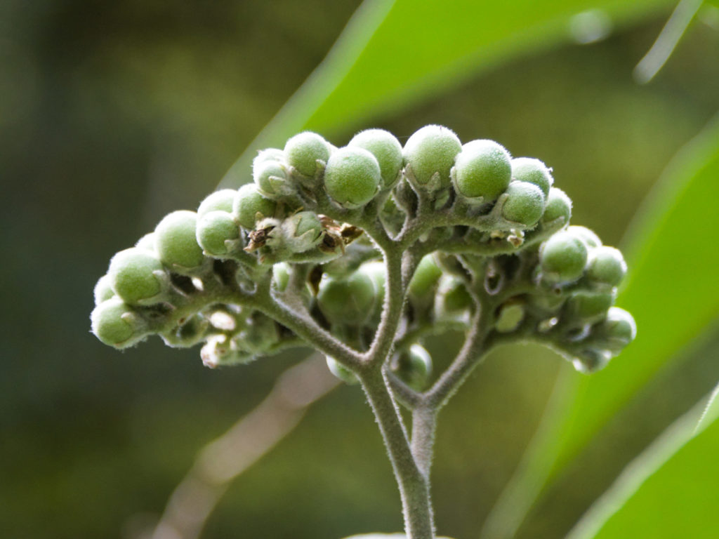 Woolly nightshade Woolly nightshade