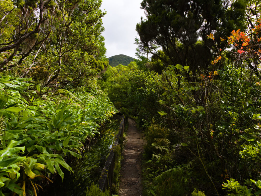 Chemin de randonnée à forte densité de végétation vers Lagoa do Fogo. Chemin de randonnée à forte densité de végétation vers Lagoa do Fogo.