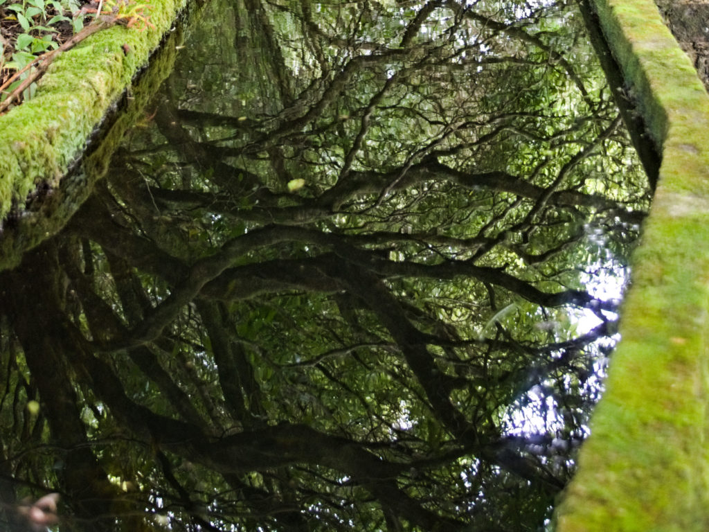 les arbres en se reflétant dans la levada les arbres en se reflétant dans la levada