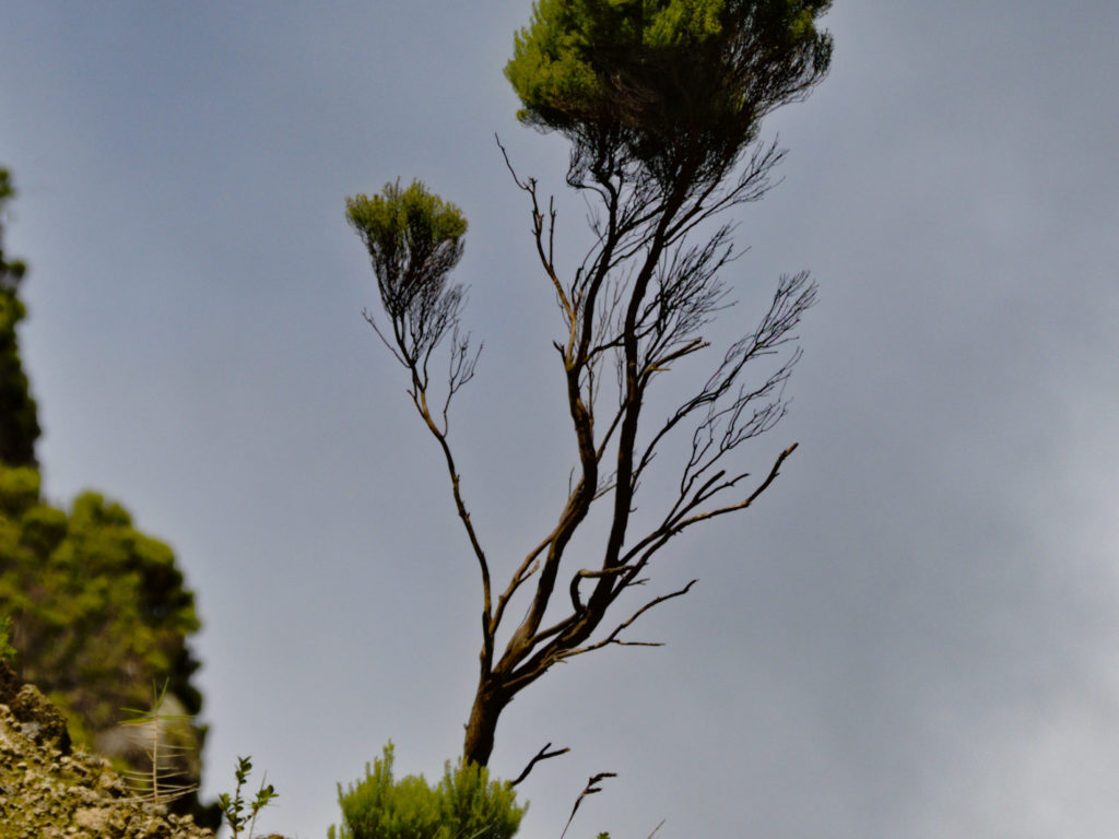 L'Urze sur la roche résiste au vent et aux intempéries L'Urze sur la roche résiste au vent et aux intempéries