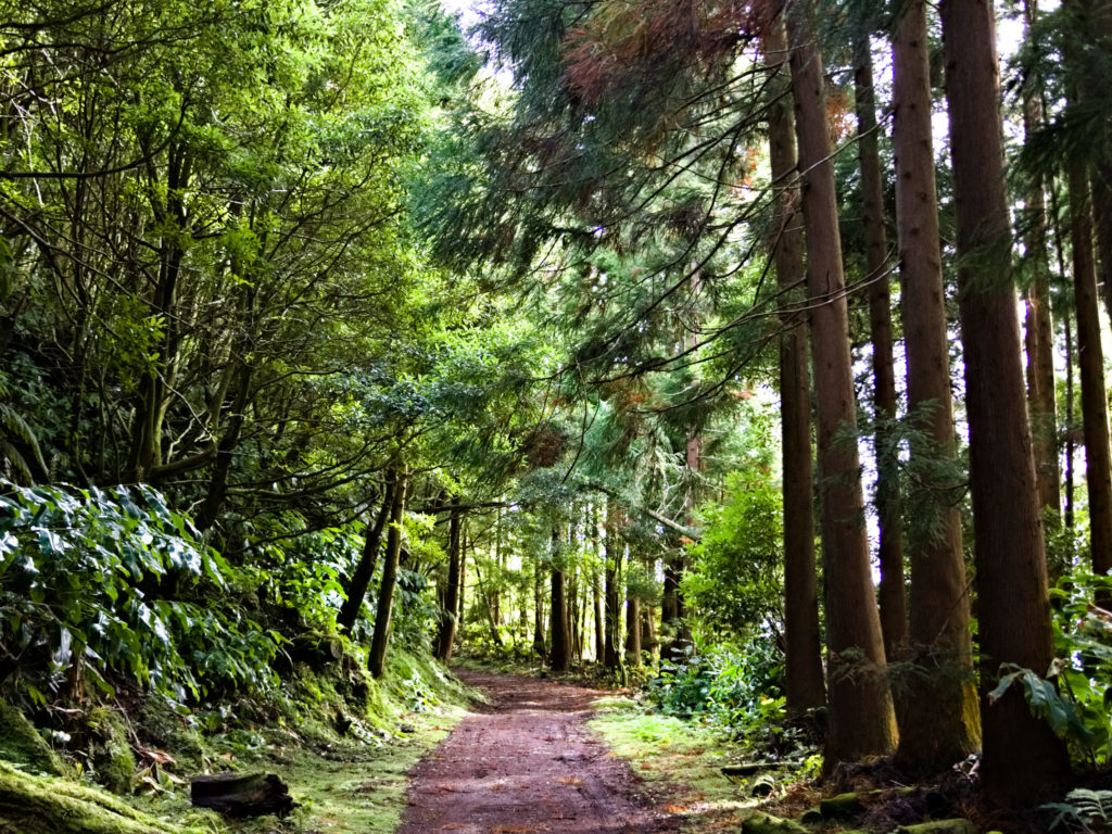 Chemin de randonnée PRC2SMI vers Lagoa do Fogo Chemin de randonnée PRC2SMI vers Lagoa do Fogo
