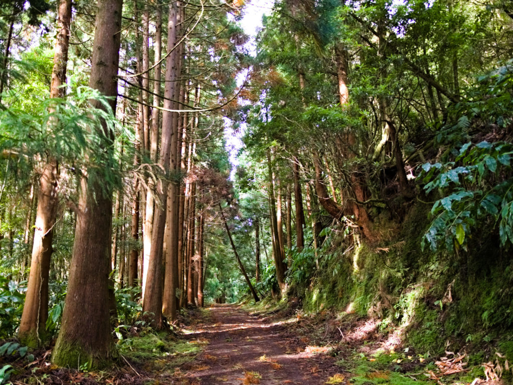 Chemin de randonnée PRC2SMI vers Lagoa do Fogo Chemin de randonnée PRC2SMI vers Lagoa do Fogo
