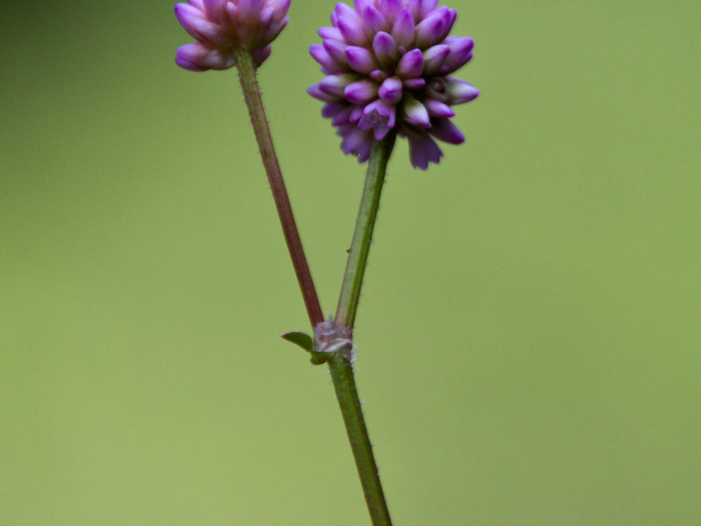 Kleine Blüten am Wegesrand zur Fajã do Rodrigo Kleine Blüten am Wegesrand zur Fajã do Rodrigo