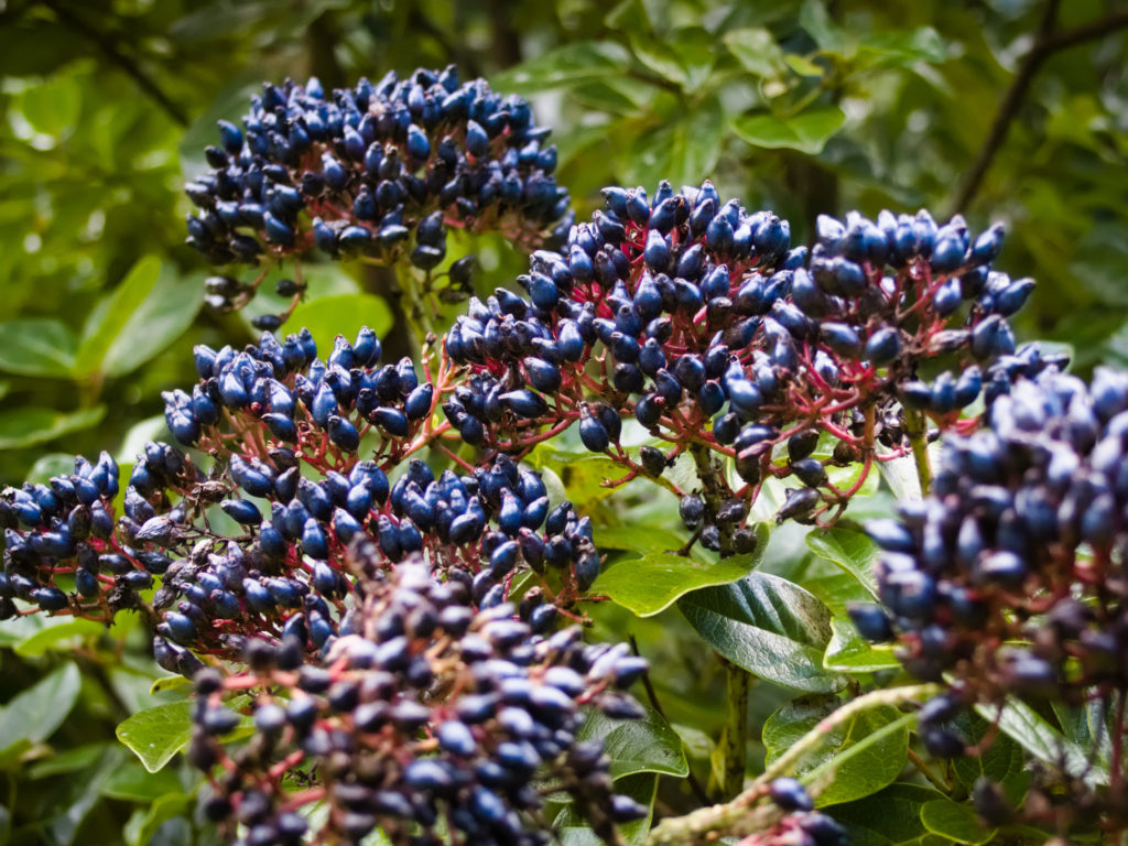 Sträucher voller Beeren Sträucher voller Beeren