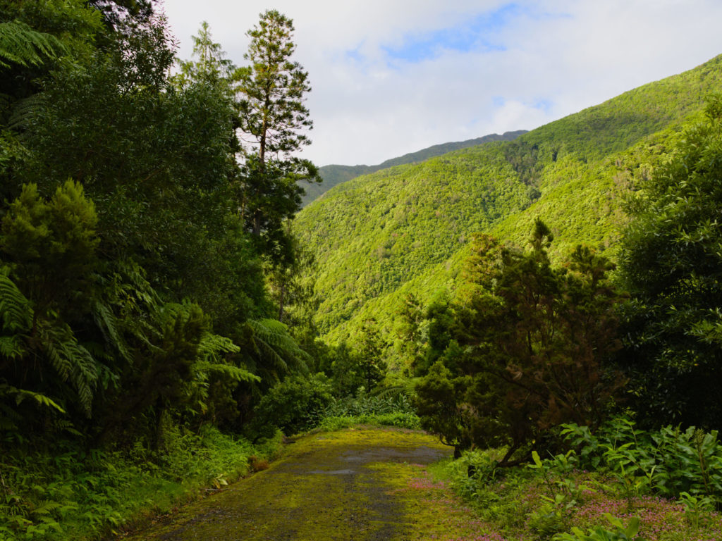 Weg zur Fajã do Rodrigo bedeckt mit kleinen lila Blüten Weg zur Fajã do Rodrigo bedeckt mit kleinen lila Blüten