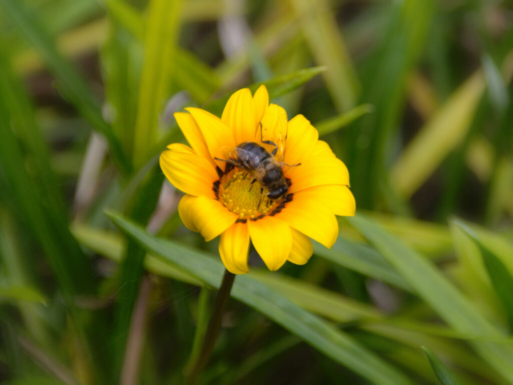 Abelha no Trilho da Fajã do Araújo Abelha no Trilho da Fajã do Araújo