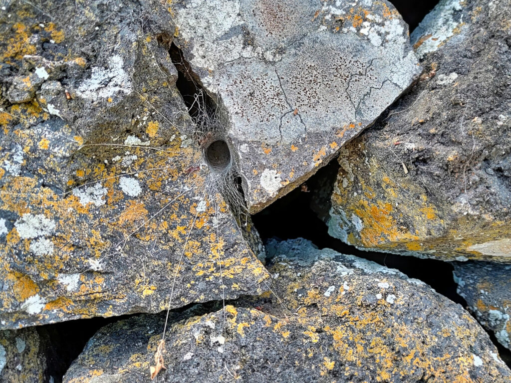 Teia de uma agelenidae no Trilho da Fajã do Araújo Teia de uma agelenidae no Trilho da Fajã do Araújo