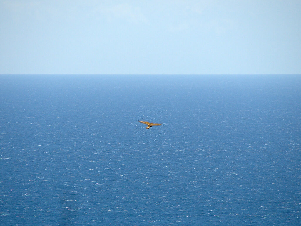 Ave de Rapina visto pelo Trilho da Fajã do Araújo Ave de Rapina visto pelo Trilho da Fajã do Araújo