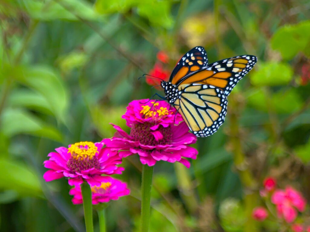 Borboleta-monarca no Trilho da Fajã do Araújo Borboleta-monarca no Trilho da Fajã do Araújo