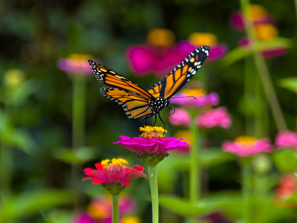 Borboleta-monarca no Trilho da Fajã do Araújo Borboleta-monarca no Trilho da Fajã do Araújo