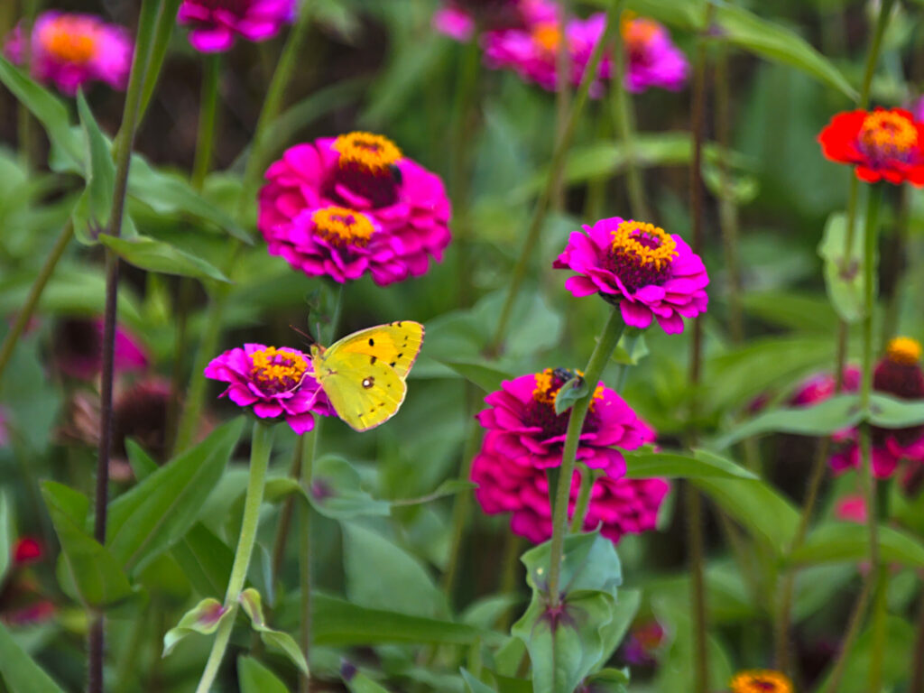 Borboleta no Trilho da Fajã do Araújo Borboleta no Trilho da Fajã do Araújo