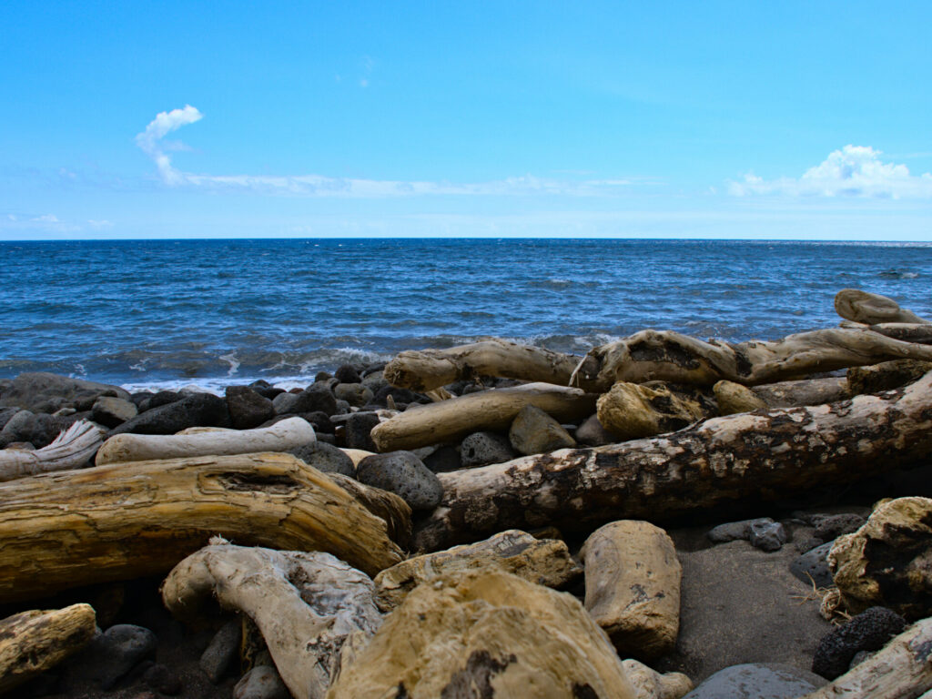 Madeira na Fajã do Araújo Madeira na Fajã do Araújo
