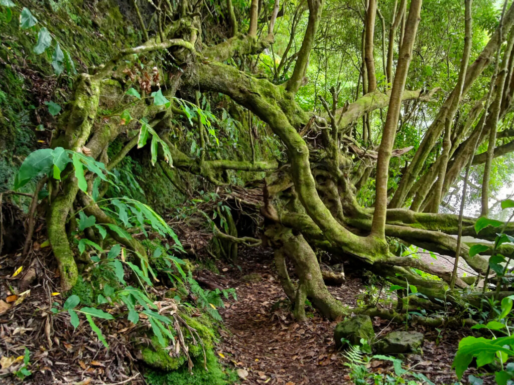 Durchgang durch immer wieder umgestürzte Bäume am Lagoa Verde Durchgang durch immer wieder umgestürzte Bäume am Lagoa Verde