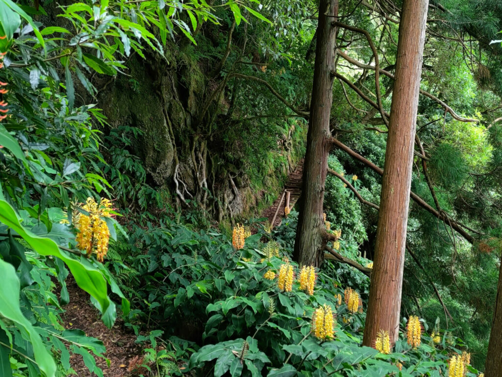 Falscher Ingwer am Wanderweg am Lagoa Verde Falscher Ingwer am Wanderweg am Lagoa Verde