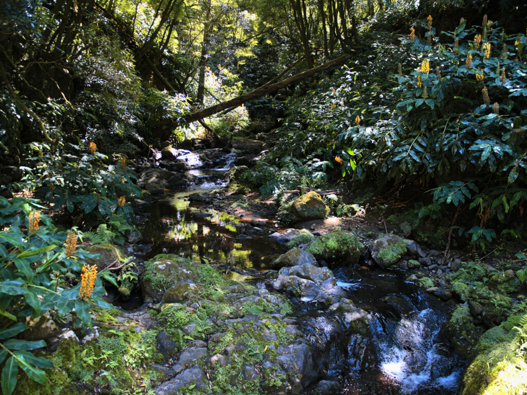 Bed of the Ribeira do Lenho river - Achadinha - Lomba D’El Rei - PRC38SMI Bed of the Ribeira do Lenho river - Achadinha - Lomba D’El Rei - PRC38SMI