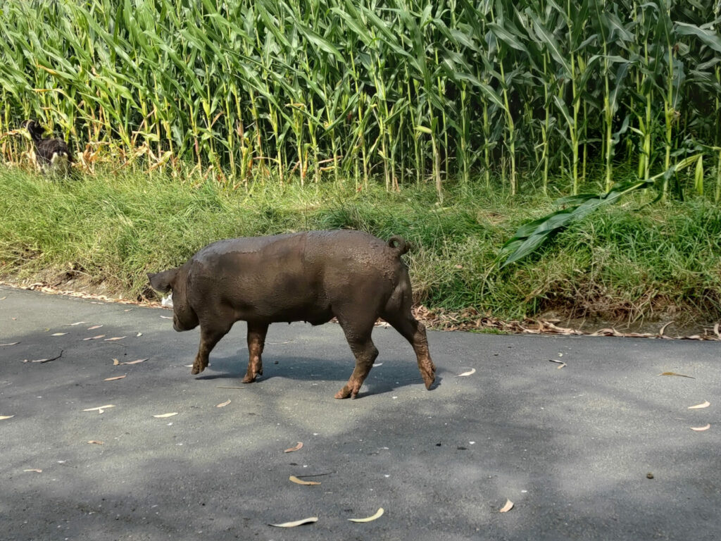 Animals in the wild after a meal of corn - Achadinha - Lomba D’El Rei - PRC38SMI Animals in the wild after a meal of corn - Achadinha - Lomba D’El Rei - PRC38SMI