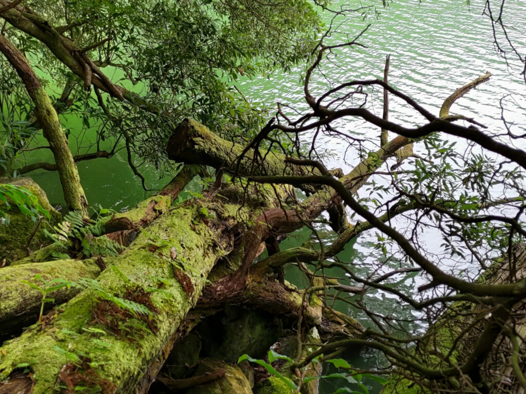In den Lagoa Verde umgestürzte Bäume In den Lagoa Verde umgestürzte Bäume